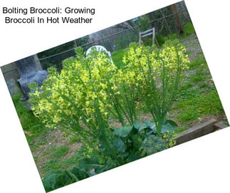 Bolting Broccoli: Growing Broccoli In Hot Weather