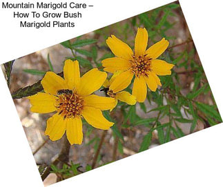 Mountain Marigold Care – How To Grow Bush Marigold Plants