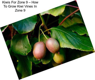 Kiwis For Zone 9 – How To Grow Kiwi Vines In Zone 9