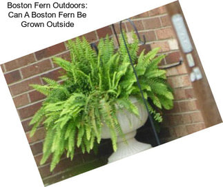 Boston Fern Outdoors: Can A Boston Fern Be Grown Outside