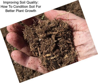 Improving Soil Quality: How To Condition Soil For Better Plant Growth