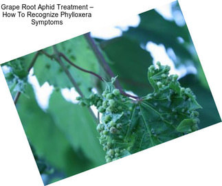 Grape Root Aphid Treatment – How To Recognize Phylloxera Symptoms