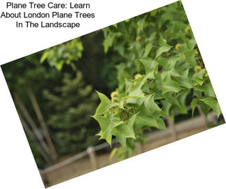 Plane Tree Care: Learn About London Plane Trees In The Landscape