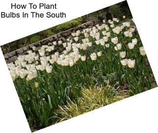 How To Plant Bulbs In The South