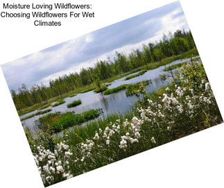 Moisture Loving Wildflowers: Choosing Wildflowers For Wet Climates