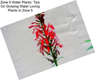 Zone 5 Water Plants: Tips On Growing Water Loving Plants In Zone 5