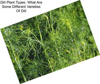 Dill Plant Types: What Are Some Different Varieties Of Dill