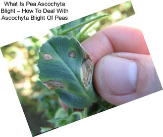 What Is Pea Ascochyta Blight – How To Deal With Ascochyta Blight Of Peas
