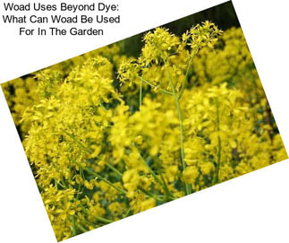 Woad Uses Beyond Dye: What Can Woad Be Used For In The Garden