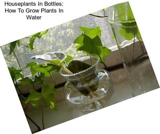 Houseplants In Bottles: How To Grow Plants In Water