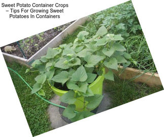 Sweet Potato Container Crops – Tips For Growing Sweet Potatoes In Containers