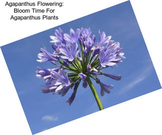 Agapanthus Flowering: Bloom Time For Agapanthus Plants