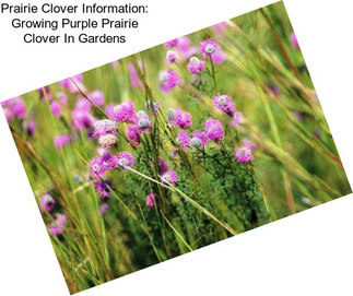 Prairie Clover Information: Growing Purple Prairie Clover In Gardens