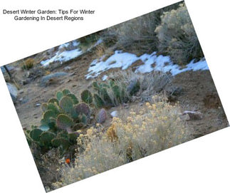 Desert Winter Garden: Tips For Winter Gardening In Desert Regions