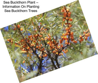 Sea Buckthorn Plant – Information On Planting Sea Buckthorn Trees