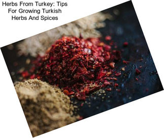 Herbs From Turkey: Tips For Growing Turkish Herbs And Spices