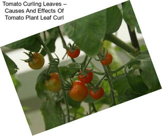 Tomato Curling Leaves – Causes And Effects Of Tomato Plant Leaf Curl