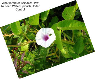 What Is Water Spinach: How To Keep Water Spinach Under Control