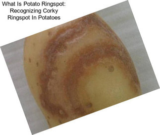 What Is Potato Ringspot: Recognizing Corky Ringspot In Potatoes