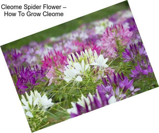Cleome Spider Flower – How To Grow Cleome