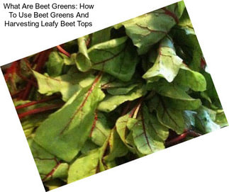 What Are Beet Greens: How To Use Beet Greens And Harvesting Leafy Beet Tops