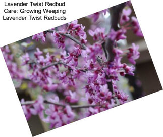 Lavender Twist Redbud Care: Growing Weeping Lavender Twist Redbuds