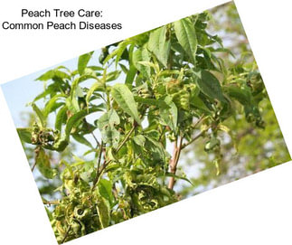 Peach Tree Care: Common Peach Diseases