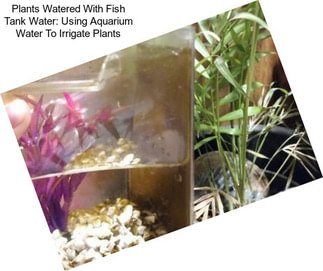 Plants Watered With Fish Tank Water: Using Aquarium Water To Irrigate Plants