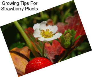 Growing Tips For Strawberry Plants