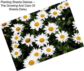 Planting Shasta Daisies – The Growing And Care Of Shasta Daisy