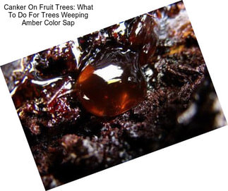 Canker On Fruit Trees: What To Do For Trees Weeping Amber Color Sap