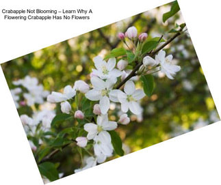 Crabapple Not Blooming – Learn Why A Flowering Crabapple Has No Flowers