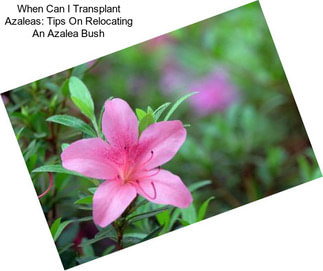 When Can I Transplant Azaleas: Tips On Relocating An Azalea Bush