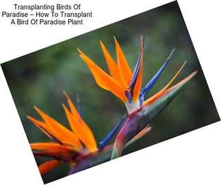 Transplanting Birds Of Paradise – How To Transplant A Bird Of Paradise Plant