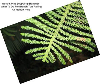 Norfolk Pine Dropping Branches: What To Do For Branch Tips Falling Off Norfolk Pine