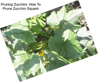 Pruning Zucchini: How To Prune Zucchini Squash
