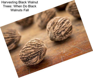 Harvesting Black Walnut Trees: When Do Black Walnuts Fall