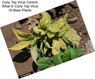 Curly Top Virus Control: What Is Curly Top Virus Of Bean Plants