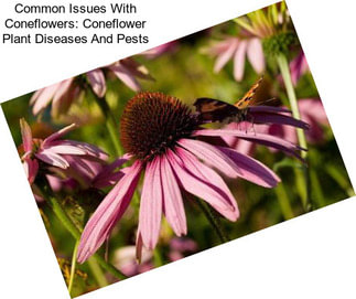 Common Issues With Coneflowers: Coneflower Plant Diseases And Pests