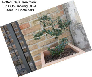 Potted Olive Tree Care: Tips On Growing Olive Trees In Containers
