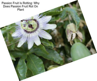 Passion Fruit Is Rotting: Why Does Passion Fruit Rot On Plant