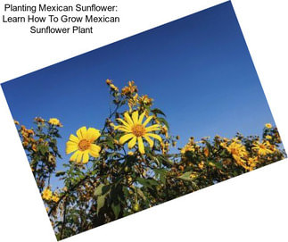 Planting Mexican Sunflower: Learn How To Grow Mexican Sunflower Plant