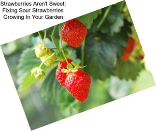 Strawberries Aren\'t Sweet: Fixing Sour Strawberries Growing In Your Garden