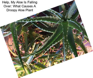 Help, My Aloe Is Falling Over: What Causes A Droopy Aloe Plant