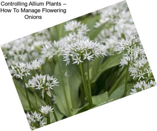 Controlling Allium Plants – How To Manage Flowering Onions