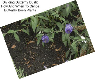Dividing Butterfly Bush: How And When To Divide Butterfly Bush Plants