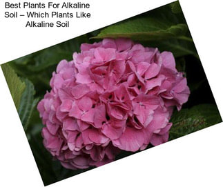 Best Plants For Alkaline Soil – Which Plants Like Alkaline Soil