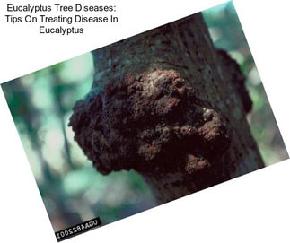 Eucalyptus Tree Diseases: Tips On Treating Disease In Eucalyptus