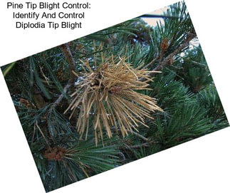 Pine Tip Blight Control: Identify And Control Diplodia Tip Blight