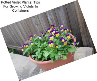 Potted Violet Plants: Tips For Growing Violets In Containers